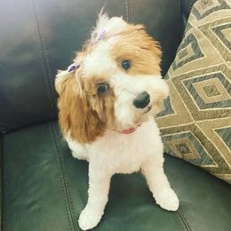 Brooke - Goldendoodle