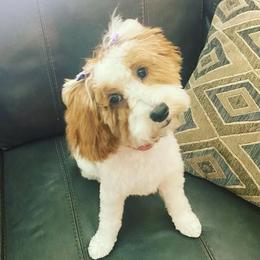 Brooke - Goldendoodle