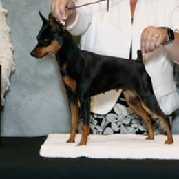 Miniature Pinschers from Em's Min Pins