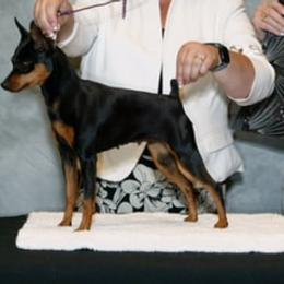 Miniature Pinschers from Em's Min Pins