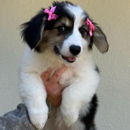 Mulan - Black and tan female Pembroke Welsh Corgi puppy in Vacaville, California from Hope_4thebay_Corgis