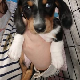 Dachshund Puppies from Michigan Rockin' Dachshunds