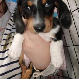 Dachshund Puppies from Michigan Rockin' Dachshunds