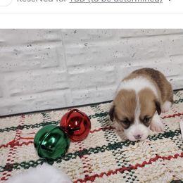 Girl 3 - Red female Pembroke Welsh Corgi puppy in Tucson, Arizona from Sierrita Mountain Corgis