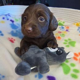 Java - Chocolate male Dachshund puppy in Tucson, Arizona from Joplin's Hippo House