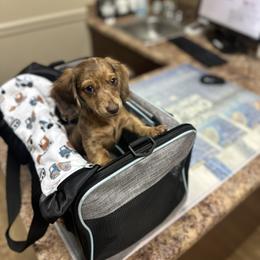 Dachshund Puppies from Dachshund Family Love Breeders