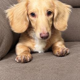 Kali - Dachshund