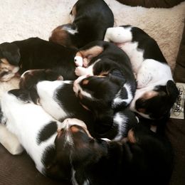 Beagles from Hampton Ridge Beagles