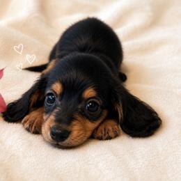 Brady - Black and tan male Dachshund puppy in Sebring, Florida from Mini Weenies