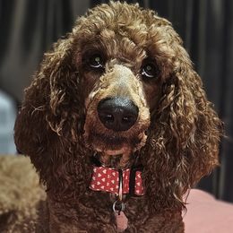 Noel - Goldendoodle
