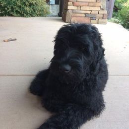 Black Russian Terrier Puppies from Starry Night Black Russian Terriers