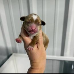6 - Red female Australian Labradoodle puppy in Calhoun, Louisiana from Arrowhead Australian Labradoodles