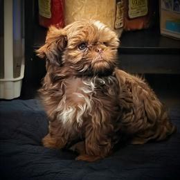 Bolt - Shih Tzu