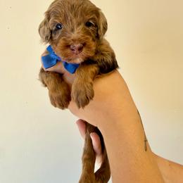 Fox - Merle male Goldendoodle puppy in Norcross, Georgia from Teddy Puppies