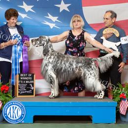 Reagan - English Setter