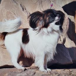 Snickers - Papillon