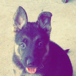 German Shepherds from Micah's German Shepherds