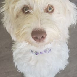 Noodle - Aussiedoodle