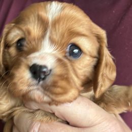 Cavalier King Charles Spaniel Puppies from Crosby's Cavaliers