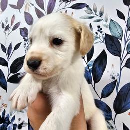 Lilac- lemon spotted patched - White and lemon female Dalmatian puppy in Gray, Georgia from Fuller Spots