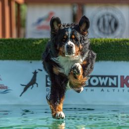Bernese Mountain Dog All Grown Up from Tollhaus Bernese Mountain Dogs