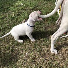 Dogo Argentino and Greyhound Puppies from Wayward Dogos and Hounds