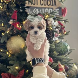 Bernedoodle, Goldendoodle, and Poodle Puppies from Anam Cara Pups