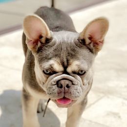 Bugatti - French Bulldog