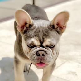 Bugatti - French Bulldog