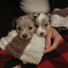 Miniature Australian Shepherd Puppies from Rolling Oaks Farm