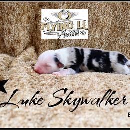 Luke Skywalker - Blue merle male Miniature Australian Shepherd puppy in Madisonville, Texas from Flying LL Aussies