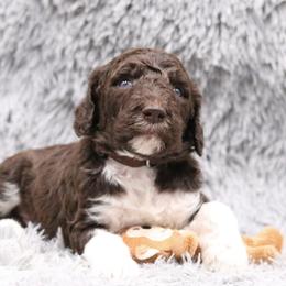 Poodle Puppies from Absolutely Pampered Poodles