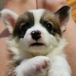 Pembroke Welsh Corgi Puppies from Corgis of Avalon