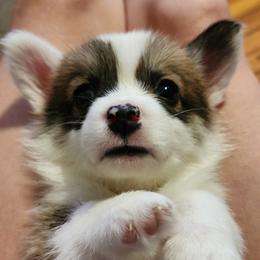 Pembroke Welsh Corgi Puppies from Corgis of Avalon