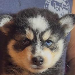 Daphne - Black and white female Pomsky puppy in Spring Hill, Florida from PDQ Pomskies