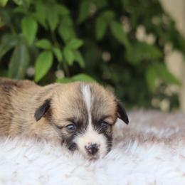 Girl 3 - Red female Pembroke Welsh Corgi puppy in Caliente, California from Rafter Cross 7