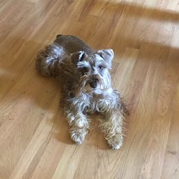 Birdie - Miniature Schnauzer