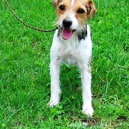 Sue - Jack Russell Terrier