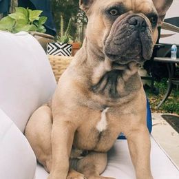 French Bulldogs from F&M Frenchie's