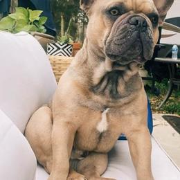 French Bulldogs from F&M Frenchie's