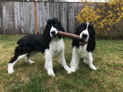 2 black and white Springers hold onto the end of a stick