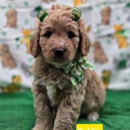 Goldie - Apricot female Goldendoodle puppy in Summerville, South Carolina from Channys Doodles