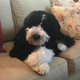 Bernedoodle All Grown Up from Backwoods Bernedoodles