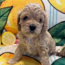 Verona - Buff female Cockapoo puppy in Republic, Missouri from Holland Hilltop Farm