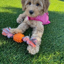 Goldendoodle Puppies from Zink Doodles