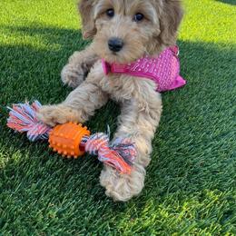 Goldendoodle Puppies from Zink Doodles