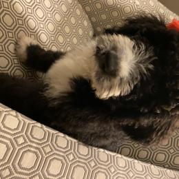 Bernedoodle Puppies from VidaDoodle