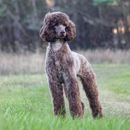 Abby - Poodle