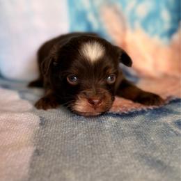 Woody - Red tri male Miniature Australian Shepherd puppy in Buchanan, Georgia from Stanleyville Farm Mini Aussies