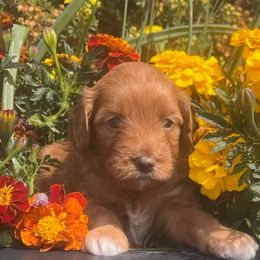 Pocahontas - Red female Aussiedoodle puppy in Larimer County, Colorado from Puppy Love Doodles